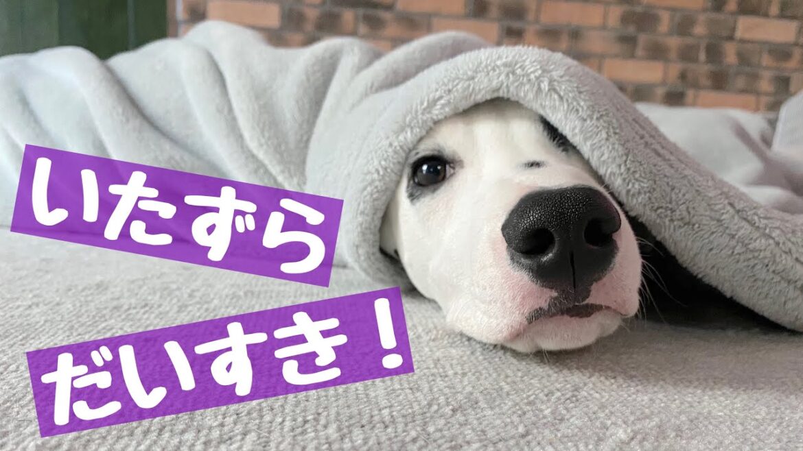 【子犬】イタズラするのが大好きな子犬と赤ちゃん。#ダルメシアン#子犬#子犬と赤ちゃん