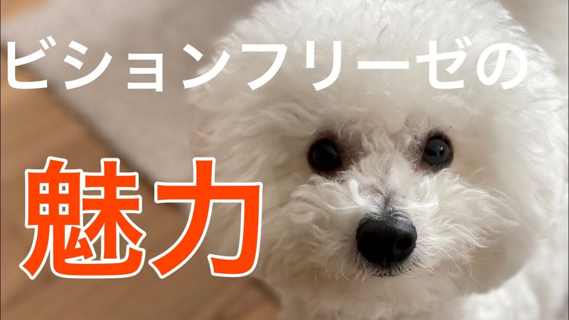 これがビションフリーゼの魅力！飼いたい方必見！【もふもふの球体】