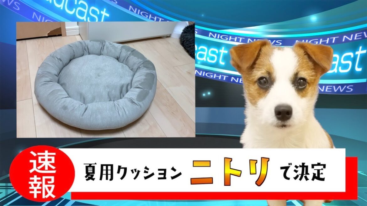 子犬と飼い主の最近のニュース/ジャックラッセルテリア/puppy/つぶつぶニュース