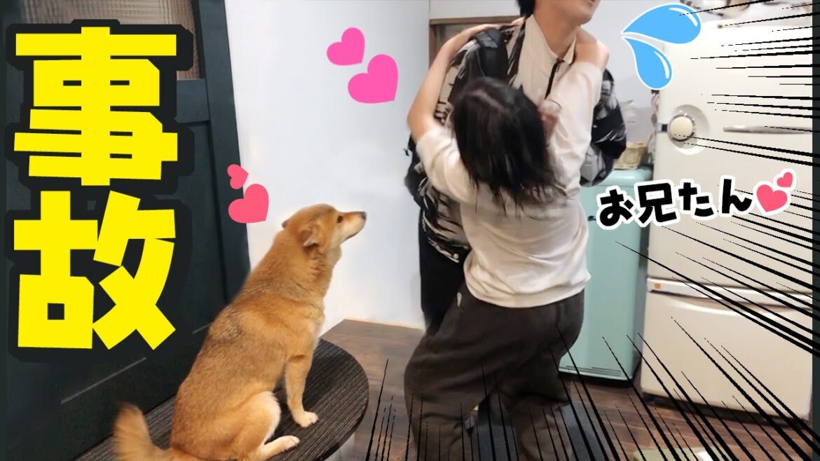 まさかの兄の帰宅に大興奮して事故る妹と呆れる柴犬姉妹