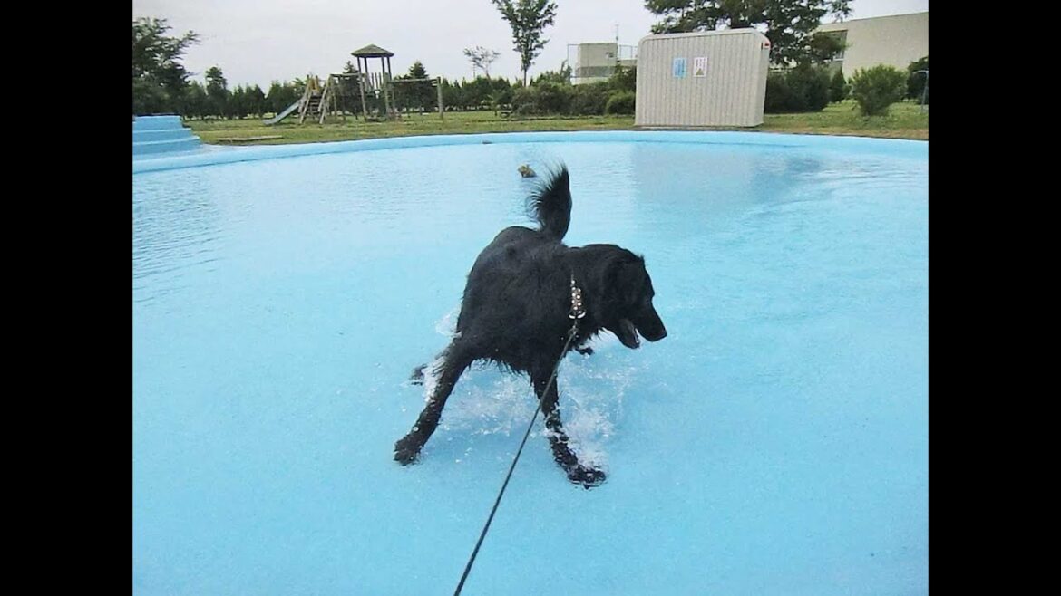 プール完成ですよ！フラットコーテッドレトリーバーのココちゃん