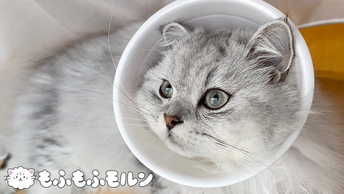 もふもふ子猫がついに去勢手術を受けてきました 【サイベリアン】