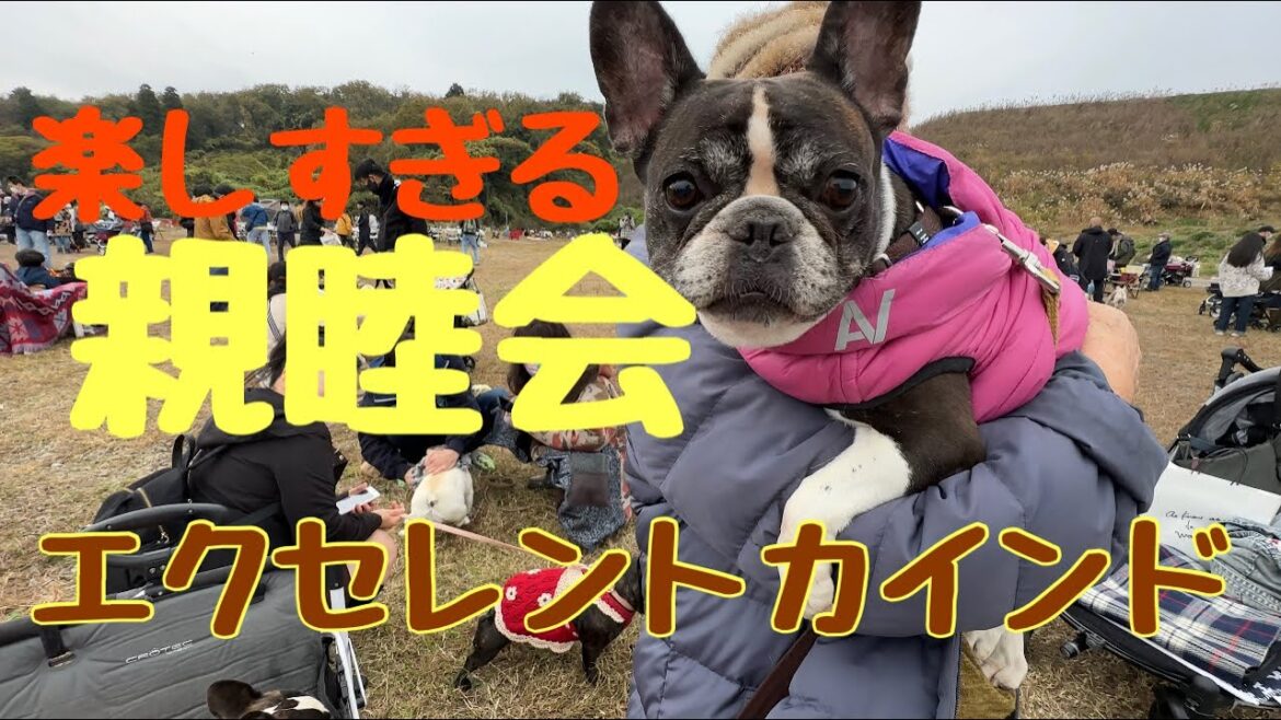 エクセレントカインド 犬舎 親睦会 【 french_bulldog フレンチブルドッグ 】