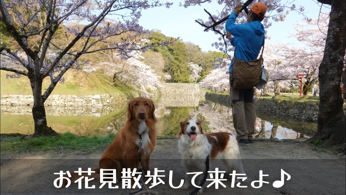 【さくら】お花見散歩してきたよー♪ コーイケルホンディエのテラとノバスコシアダックトーリングレトリバーのピコとの暮らし