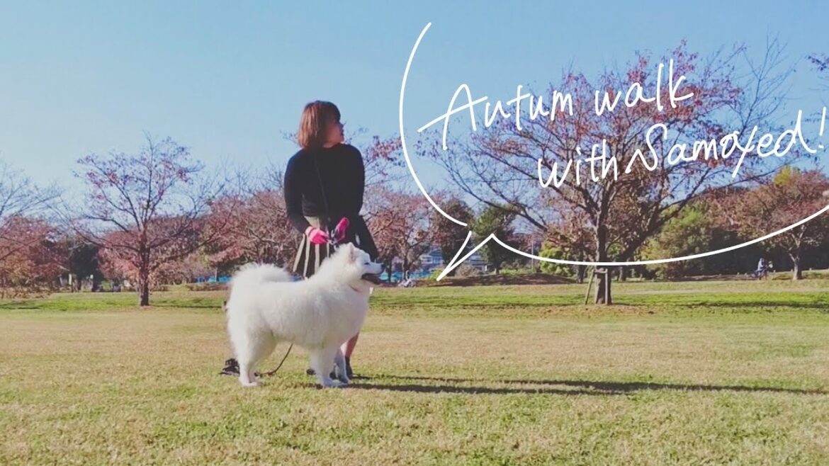 大型犬と秋を感じる散歩にお出かけ【サモエド】【samoyed】