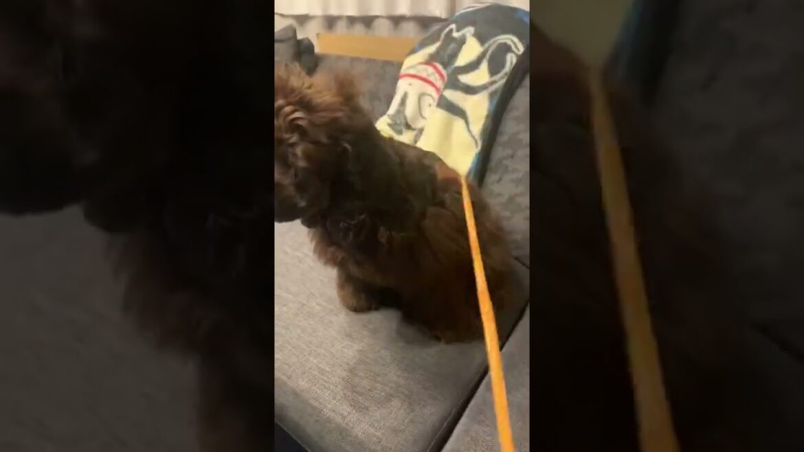 【アメリカンコッカースパニエル】孫の手とお友達になりました🐶