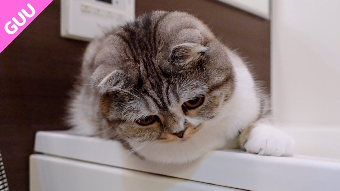 トイレを洗われて心配しちゃう猫［スコティッシュフォールド］