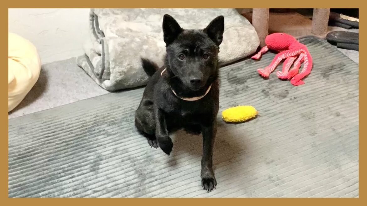 激しく走り回って腕を痛めた甲斐犬ツムギ