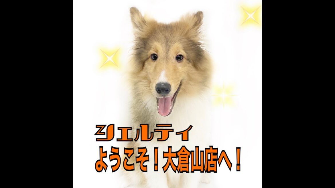 【シェットランドシープドッグ】しぇるお君♥ようこそ大倉山店へ！！！