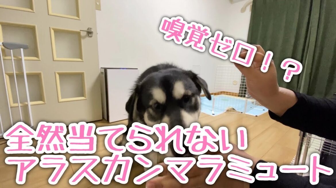 【あれ！？】全然当てられないアラスカンマラミュート