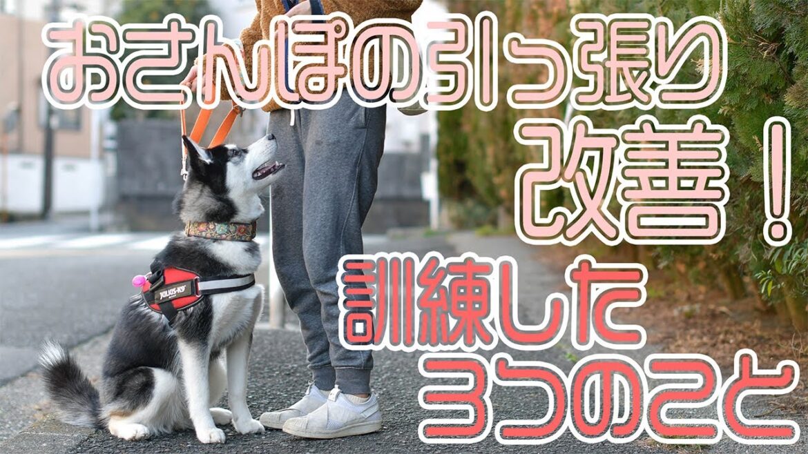 シベリアンハスキーの散歩の引っ張りが改善!不思議なくらい簡単にできるしつけの訓練3選 シベリアンハスキーの散歩の引っ張りが改善!不思議なくらい簡単にできるしつけの訓練3選