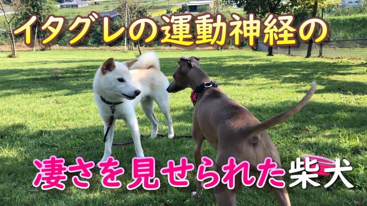 洋犬のイタグレと柴犬がドッグランで遊んだら運動神経の差がありすぎた… 洋犬のイタグレと柴犬がドッグランで遊んだら運動神経の差がありすぎた…