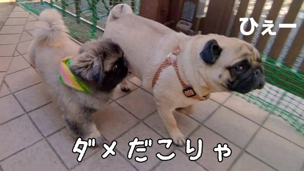 自分より小さいペキニーズ君にビビりまくる我が家のパグ…