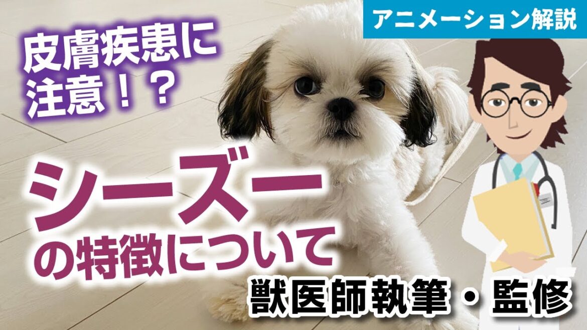 シーズーの特徴や気を付けたい病気など【獣医師執筆監修】 シーズーの特徴や気を付けたい病気など【獣医師執筆監修】
