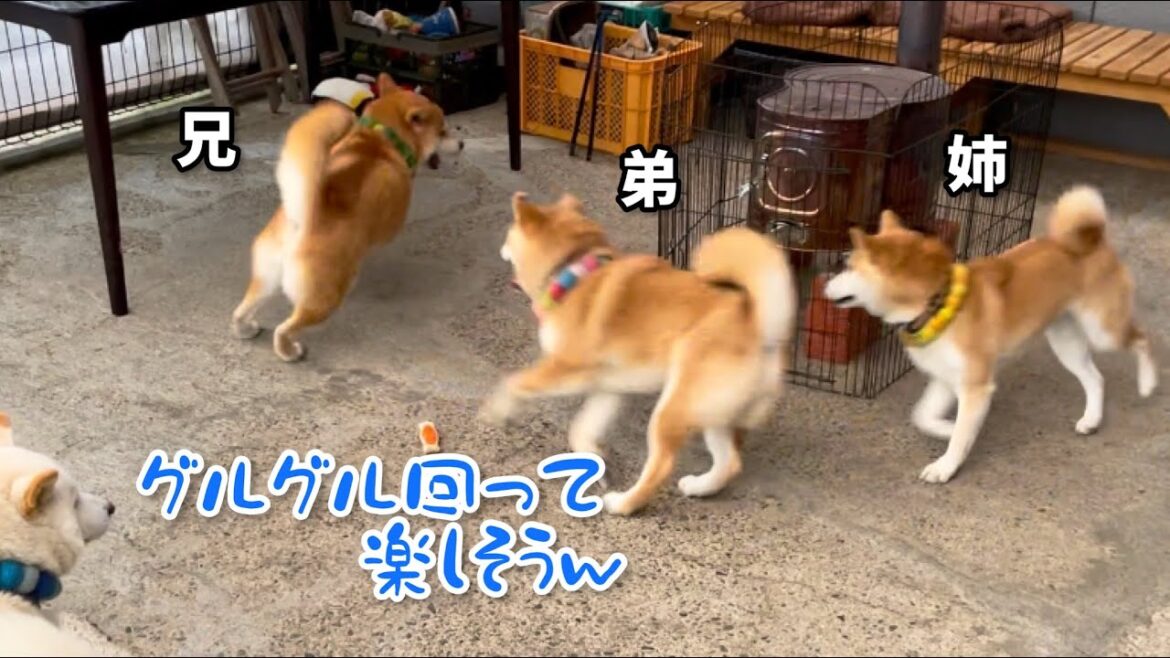 柴犬家族がめちゃくちゃ楽しそうだった日