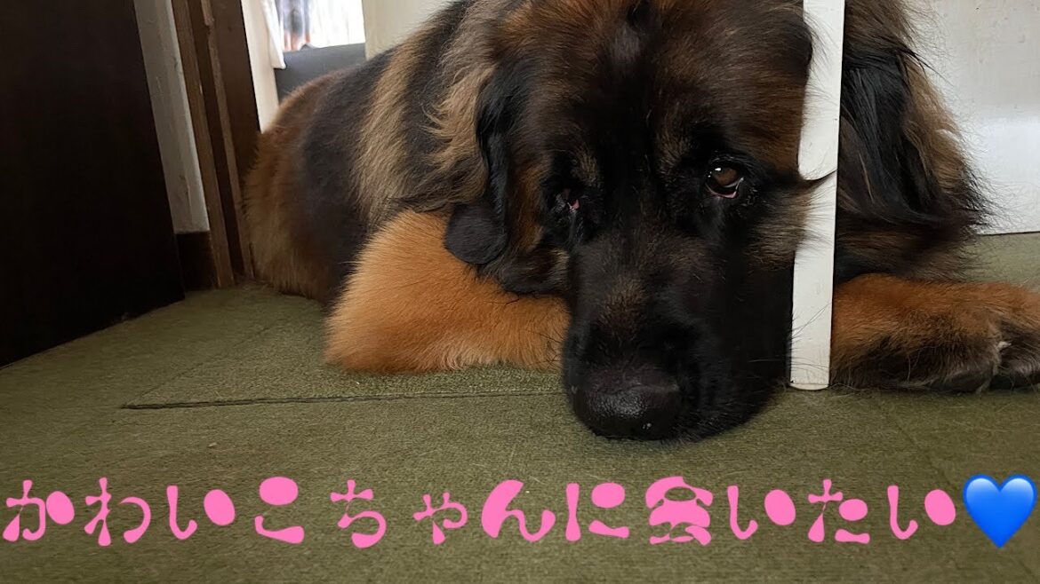 【レオンベルガー】海君の大鼻息😤笑【超大型犬】