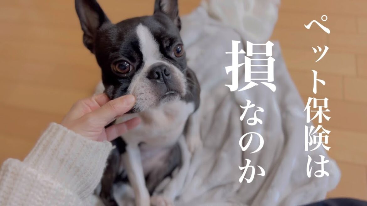 我が家がペット保険に入ってない理由【ボストンテリア】