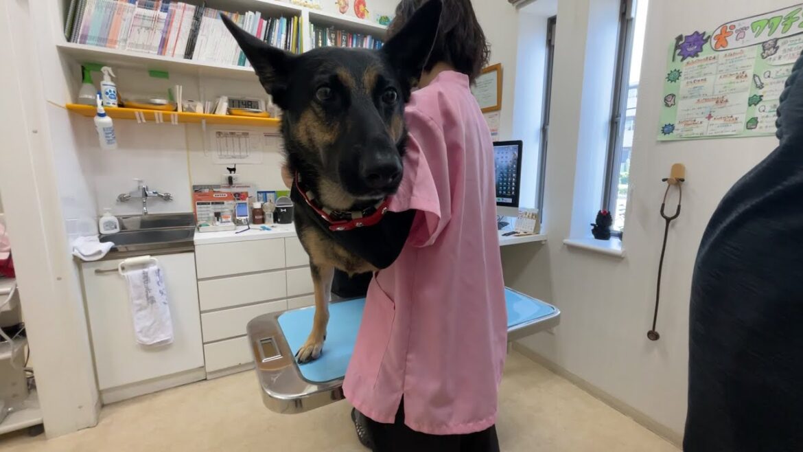 【健康診断】人間ドックならぬ犬ドック受けてみました！【ジャーマンシェパード】