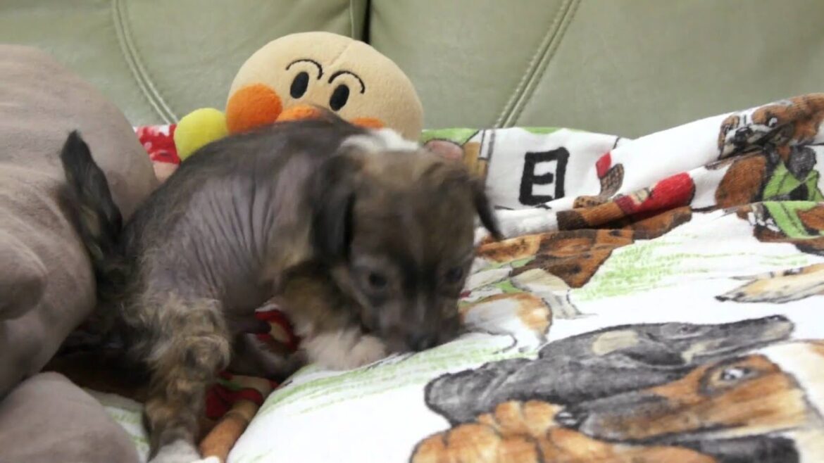 チャイニーズクレステッドドッグの子犬2011.04.13-3