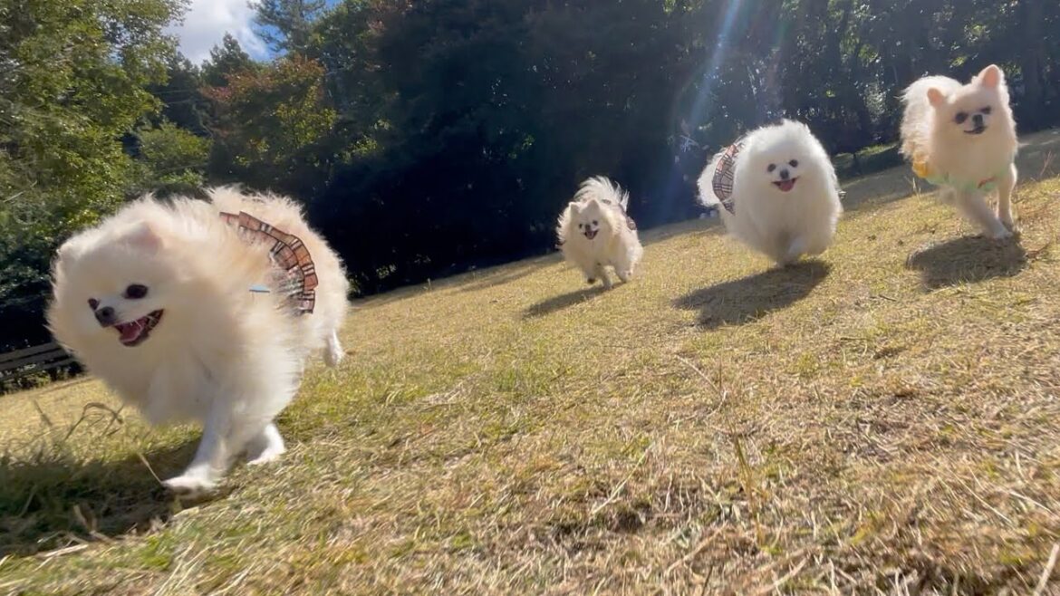 秋を満喫して草原を駆け回るポメラニアンズ