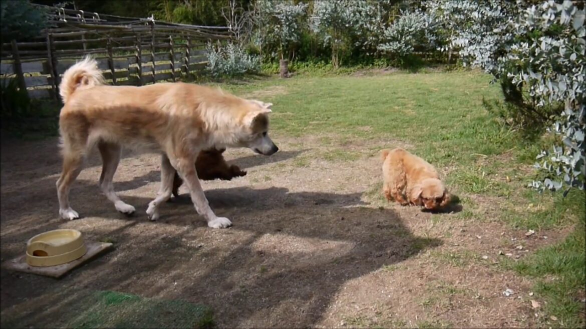 A feel Dogs 犬 いぬ！