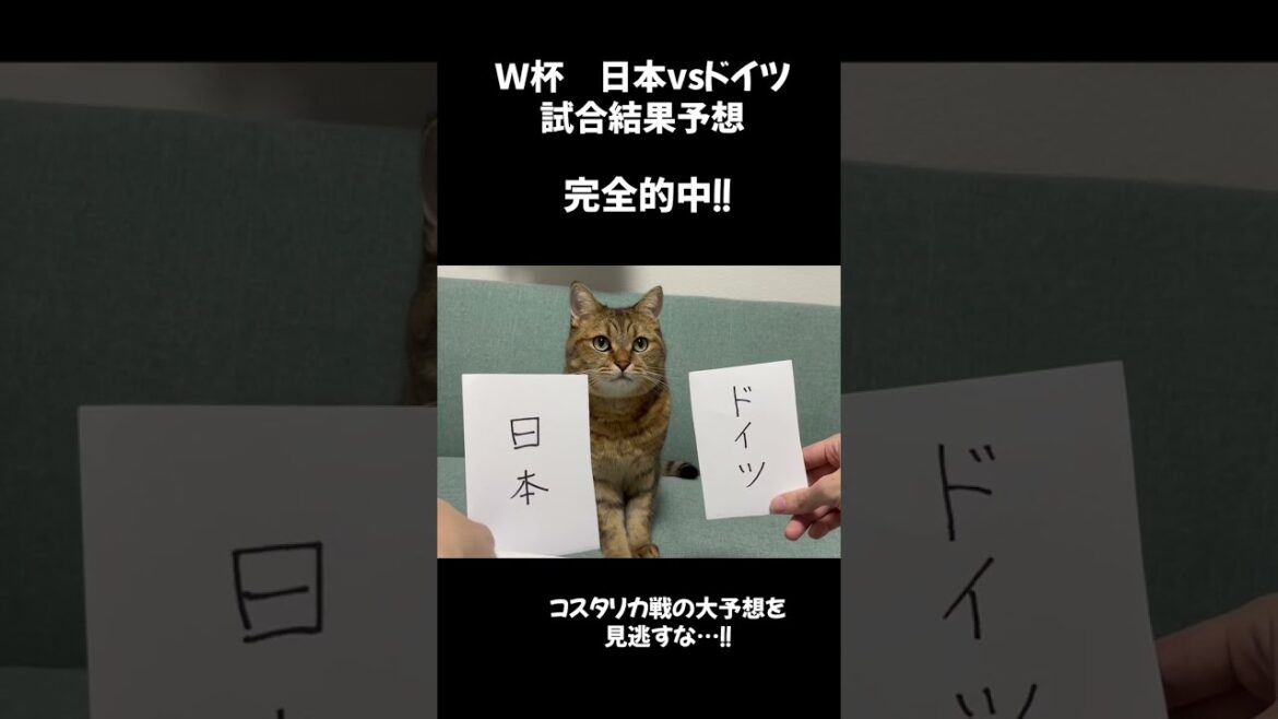 【奇跡】W杯日本VSドイツの試合結果を完全予言した猫が現る…　#shorts