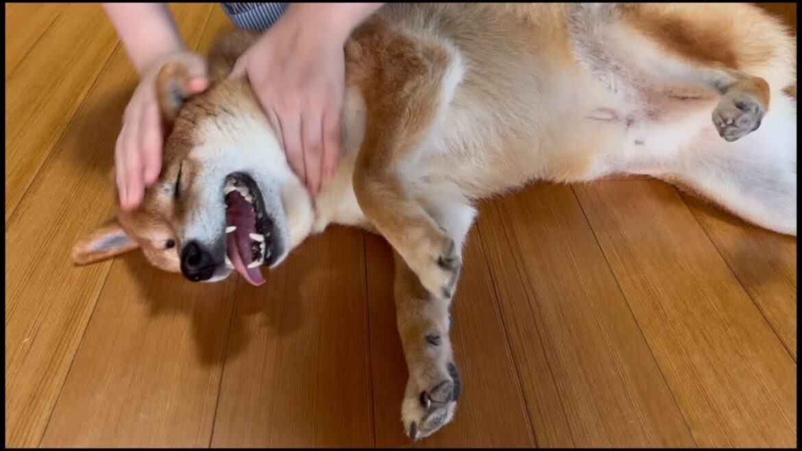 おばあちゃん家の柴犬はすごく柴犬