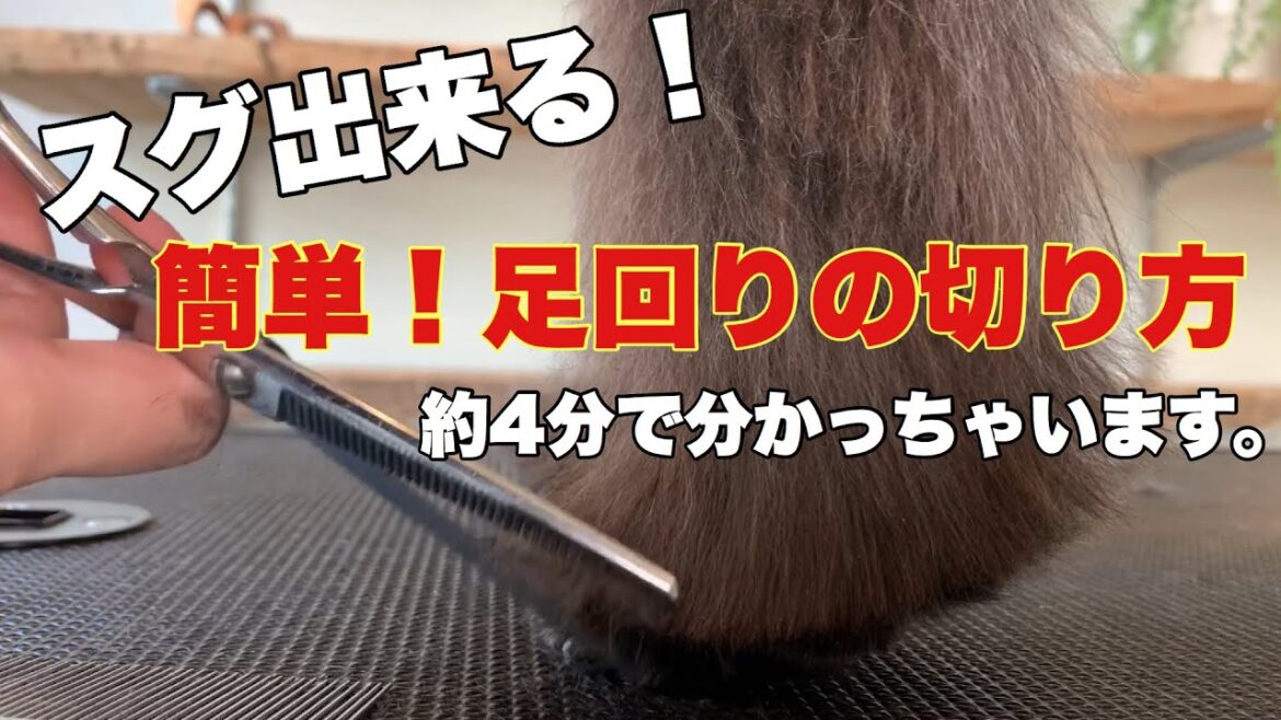 ミニチュアシュナウザー 】スグわかる　簡単な足回りのカット