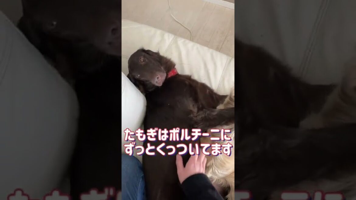 【フラットコーテッドレトリバー】謎の動きをする犬🐕　#shorts #犬 #dog