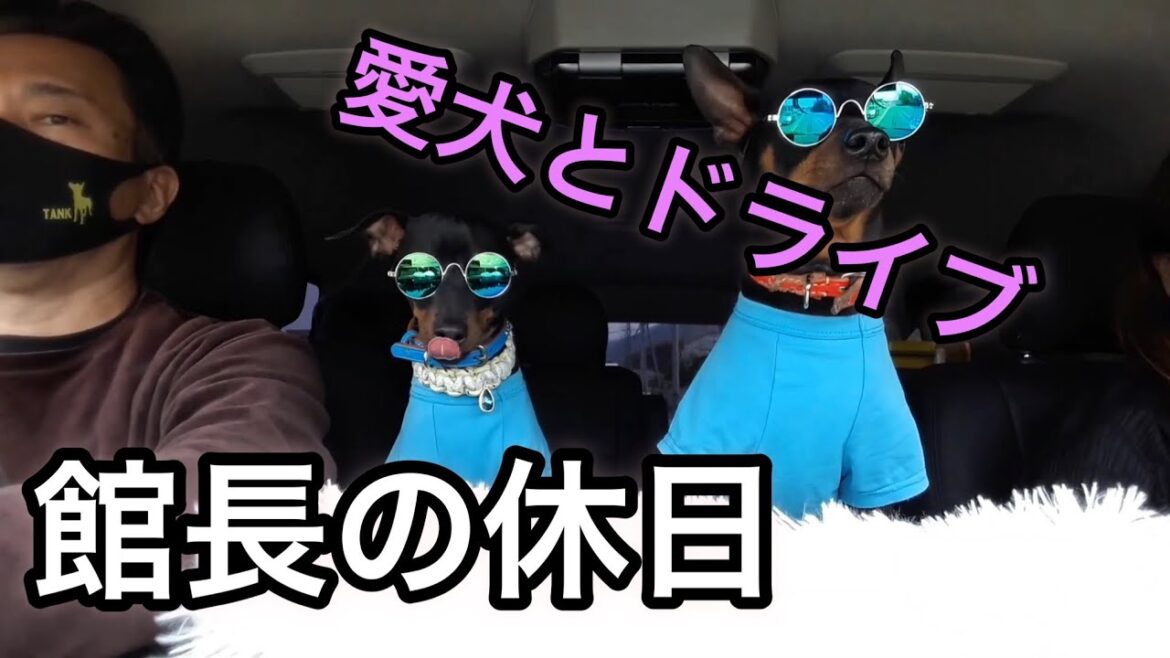 我が家(代表)のミニチュアピンシャードライブ編
