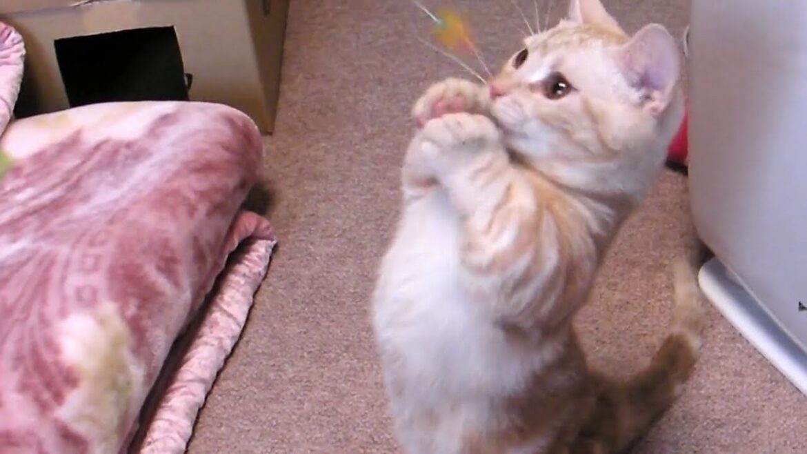 マンチカン猫さん 立ち上がってパンチの連打 Munchkin Cat stands up and punches it