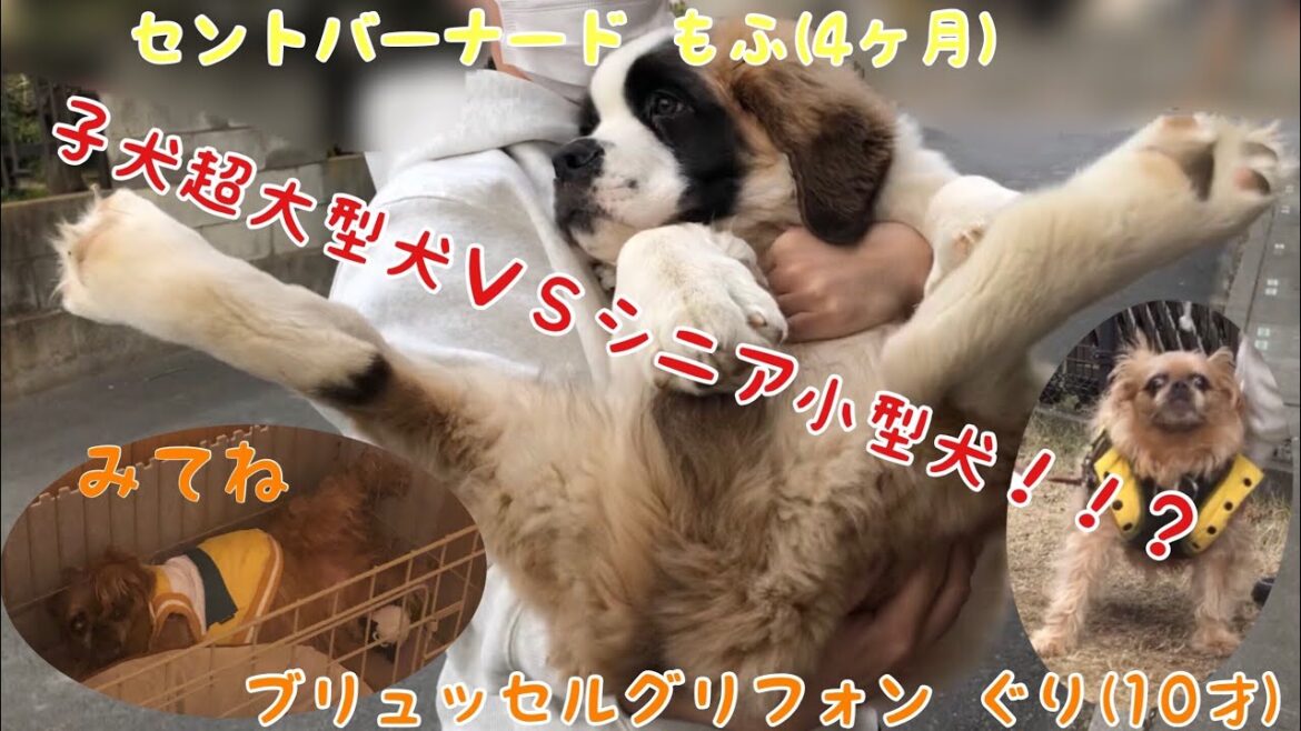 庭で遊ぶよ！【セントバーナード】✖️【ブリュッセルグリフォン】パート2