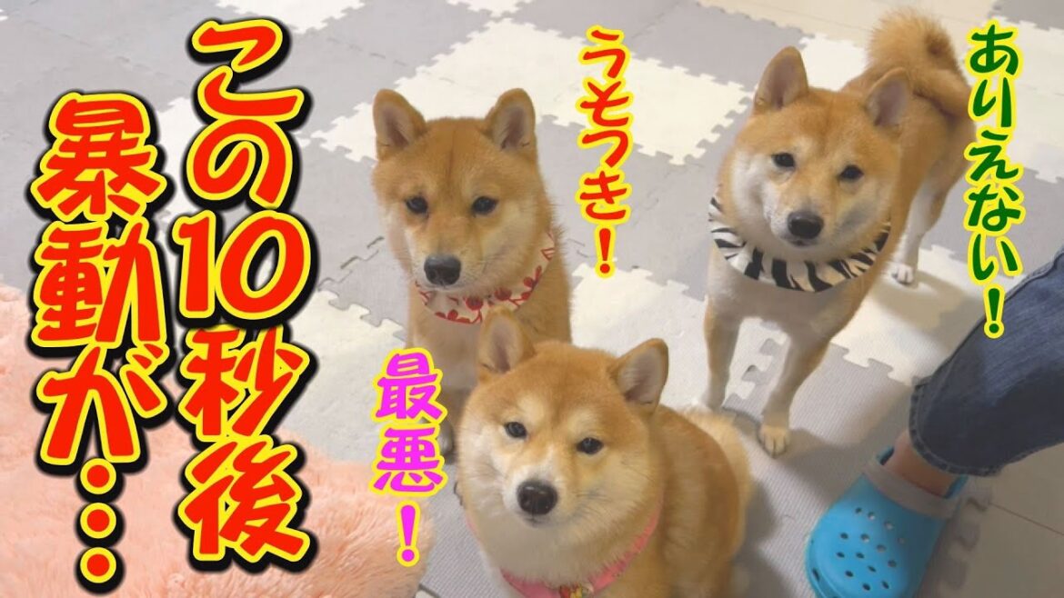 飼い主ピンチ・・・ブチぎれた柴犬に囲まれた・・・ 飼い主ピンチ・・・ブチぎれた柴犬に囲まれた・・・