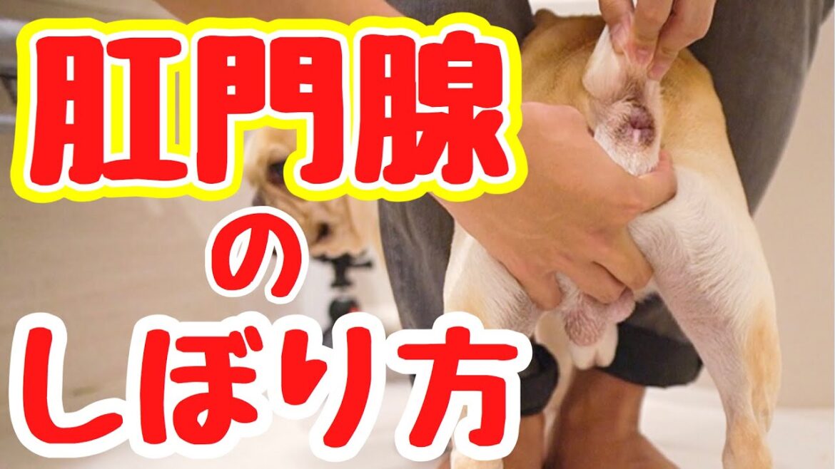 肛門腺は家で絞る！フレンチブルドッグのルーク【Luke VLOG #61】