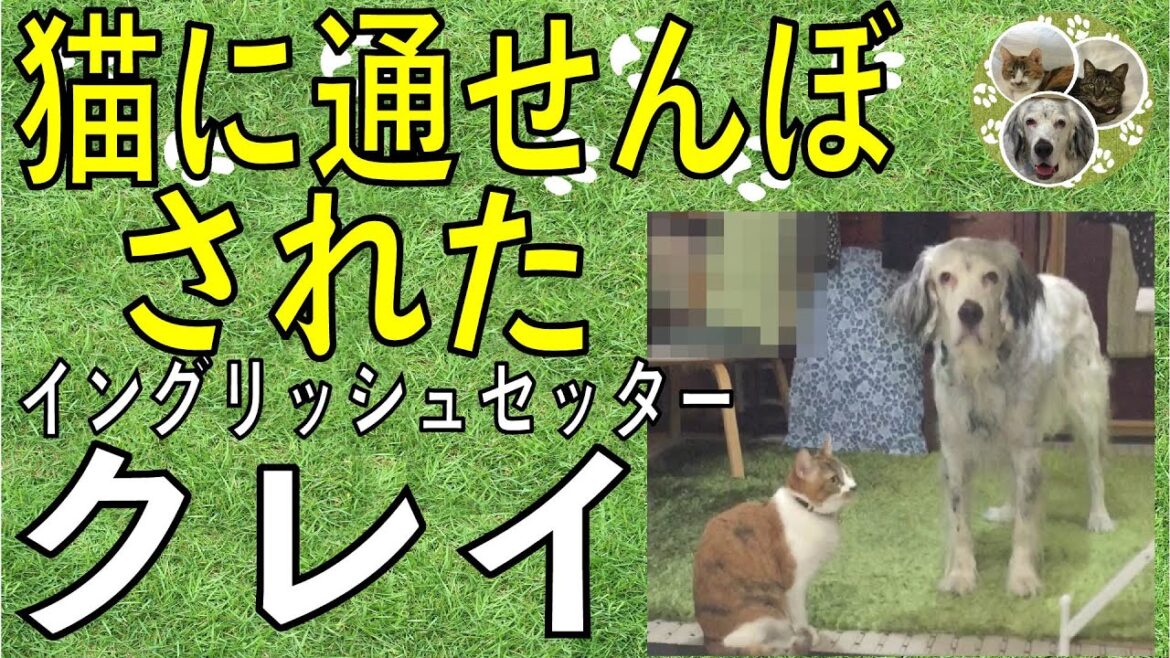 イングリッシュセッター / クー / 猫に通せんぼされた