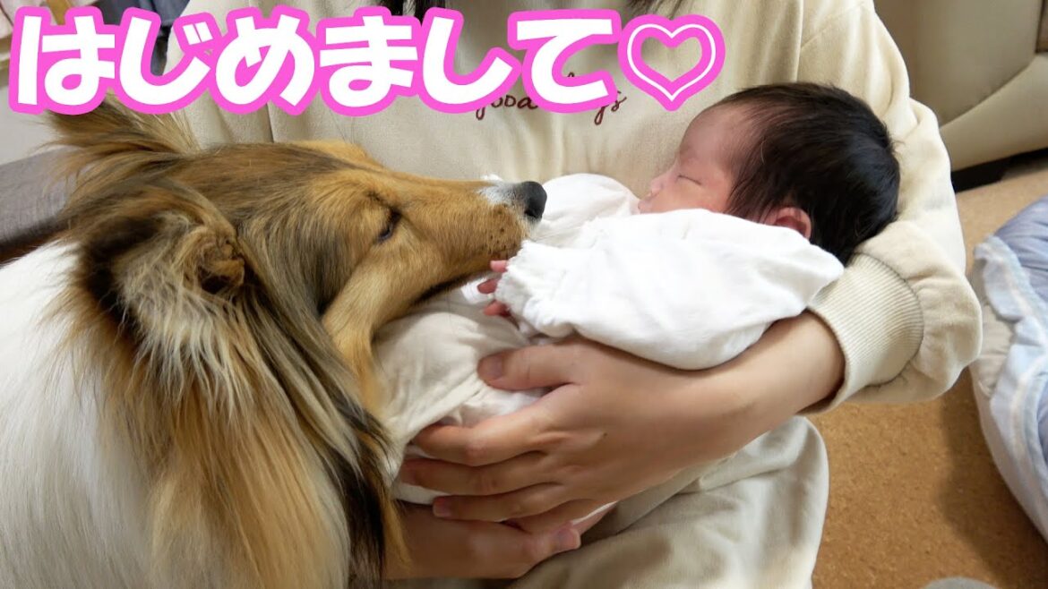 赤ちゃんと初対面!愛犬の反応やいかに…⁉【シェルティちょこ】 赤ちゃんと初対面!愛犬の反応やいかに…⁉【シェルティちょこ】