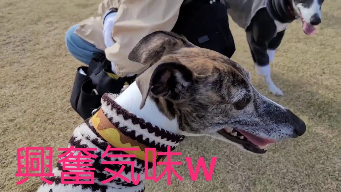 ウィペット大集合 in 糸島ファームリゾート！ドッグラン少し苦手なカイト君頑張ります！　(福岡 KAITO whippet FUKUOKA Japan ITOSIMA FARM RESORT)