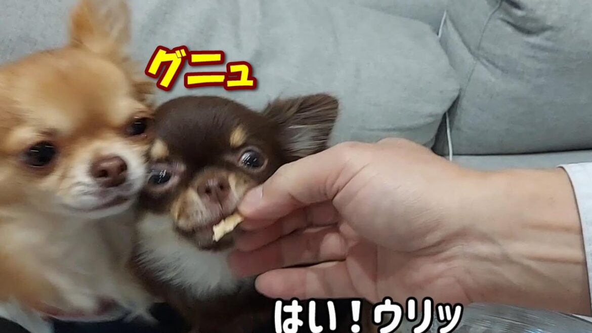 妹チワワにおやつを奪われてしまったときのウリの反応が切ないけど可愛い
