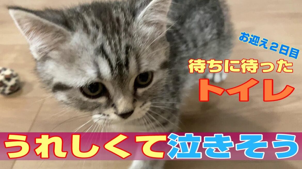 お迎え2日目で初ウンチ！感動😭😭立ち耳スコティッシュフォールド。子猫お迎えからの日記。