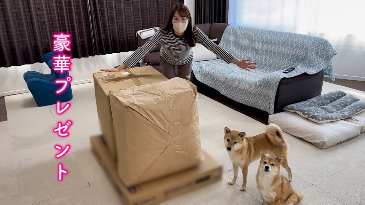 愛犬が大好きな物をプレゼントしたら大はしゃぎで喜んでくれました！