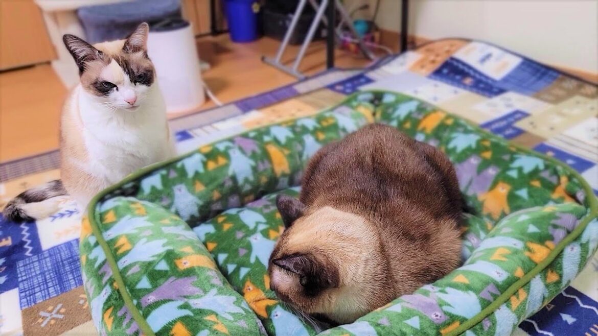 1日の半分以上は寝てるシャム猫に新しいベッドをプレゼントしたら速攻で眠り始めた 1日の半分以上は寝てるシャム猫に新しいベッドをプレゼントしたら速攻で眠り始めた