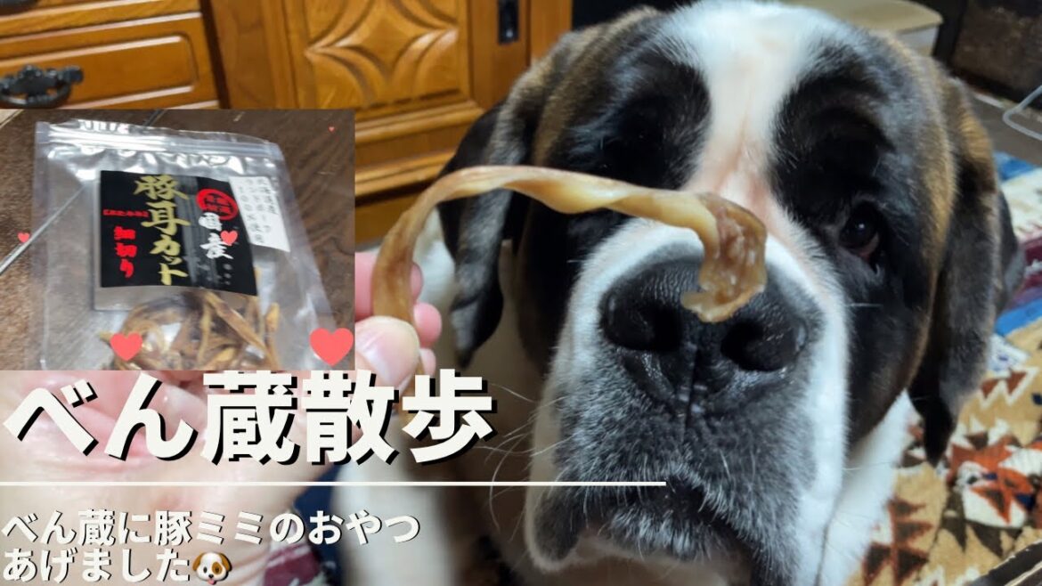 【大型犬 セントバーナード】おやつの豚ミミを食べるべん蔵🐶 【大型犬 セントバーナード】おやつの豚ミミを食べるべん蔵🐶