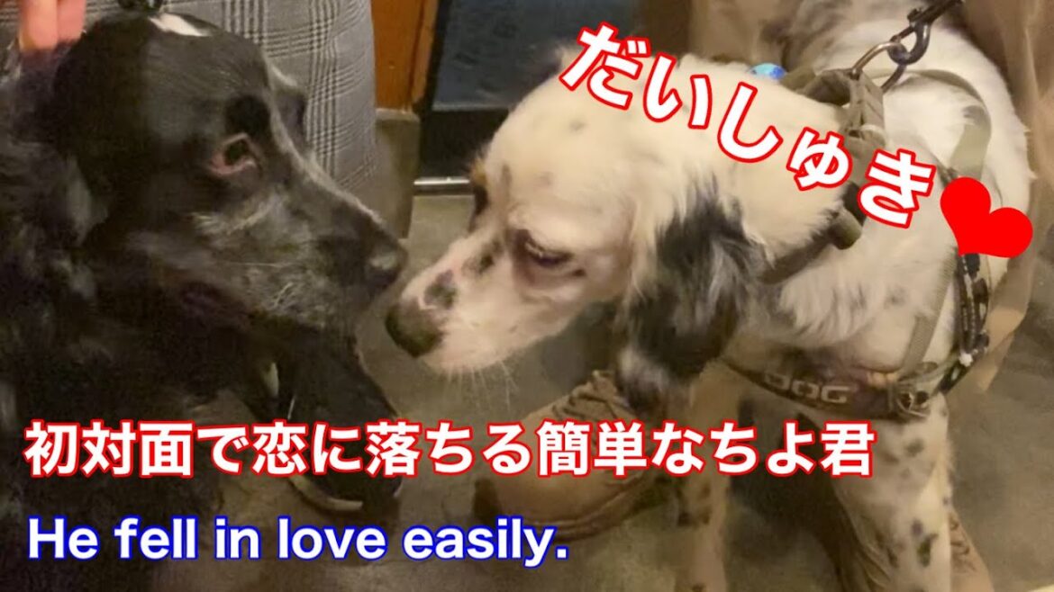 初対面で恋に落ちるイングリッシュコッカースパニエル【ちよ君】癒し イングリッシュセッター【ロティ】