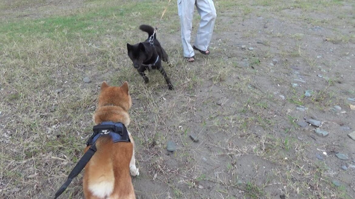 イチ、砂浜にて甲斐犬ランと「はじめまして」の記録 イチ、砂浜にて甲斐犬ランと「はじめまして」の記録