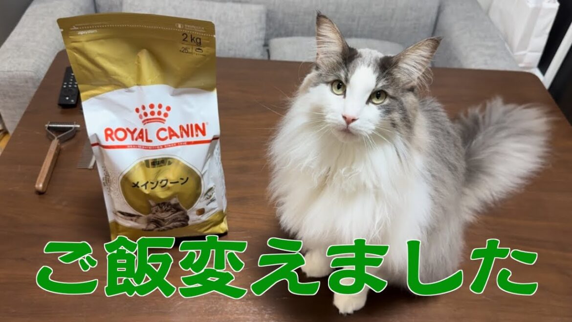 新しいご飯が気に入らなかったようです…【メインクーン】