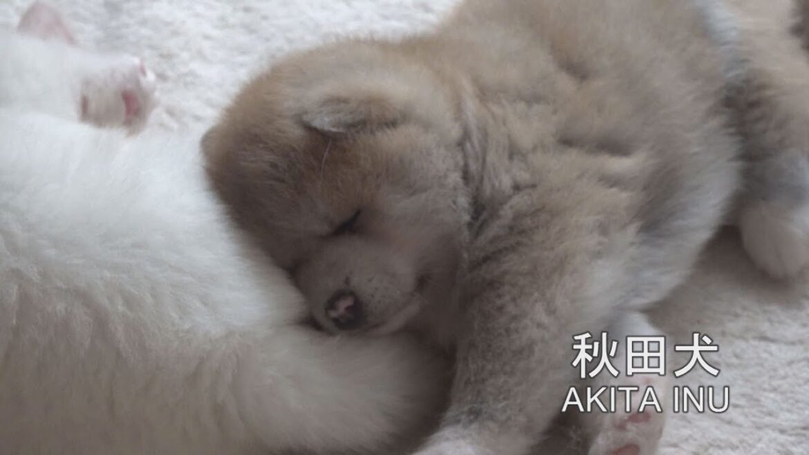ふわっふわなんです　笑顔あふれる秋田犬の成長記録