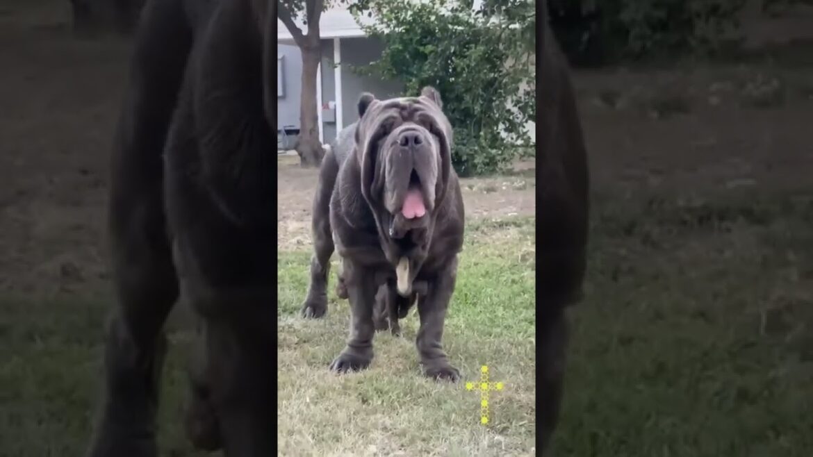 Best of Neapolitan Mastiff #shorts #dog #video #viralshorts