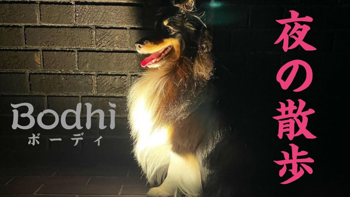 シェットランドシープドッグ/SHETLAND SHEEPDOG〜可愛いボーディちゃんと夜の散歩〜