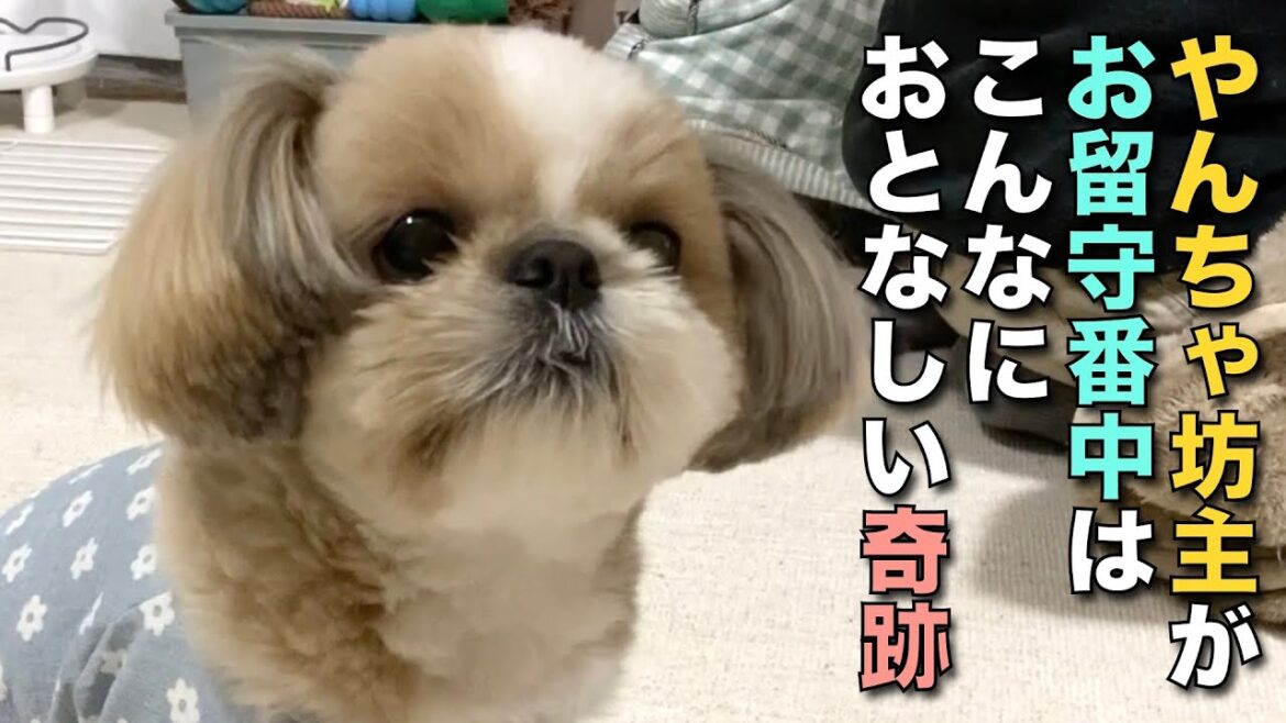 【シーズー】やんちゃ坊主がお留守番中はこんなにおとなしい奇跡。【123】