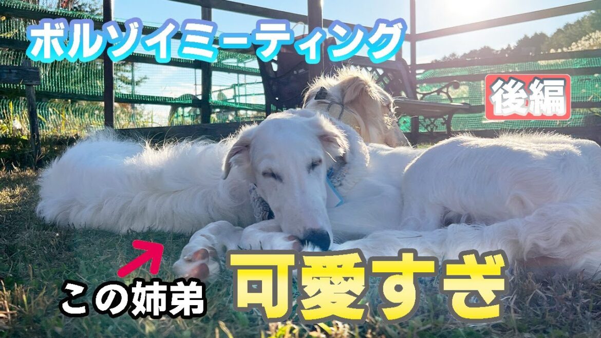 ボルゾイのパピー姉弟が可愛すぎた！！ボルゾイオフ会に65頭集結【後編】【大型犬】